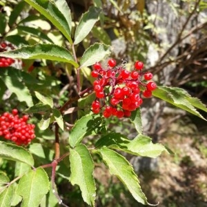 Photographie n°2208603 du taxon Sambucus racemosa L. [1753]