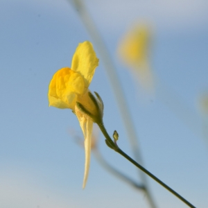  - Linaria spartea (L.) Desf. [1804]