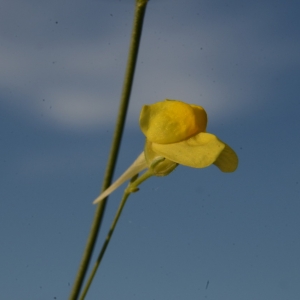  - Linaria spartea (L.) Desf. [1804]