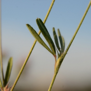 Photographie n°2208639 du taxon Trifolium arvense L. [1753]