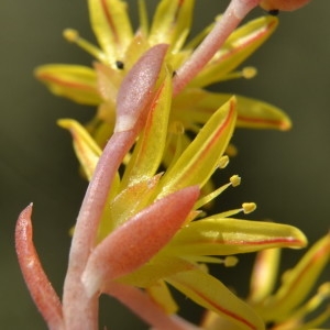 Photographie n°2208701 du taxon Sedum amplexicaule DC. [1808]