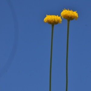 Photographie n°2208706 du taxon Santolina rosmarinifolia L. [1753]