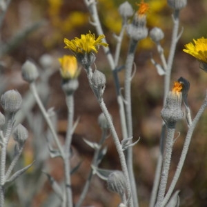 Photographie n°2208711 du taxon Andryala ragusina L. [1763]