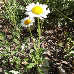 Photographie n°2208721 du taxon Leucanthemum maximum (Ramond) DC. [1837]