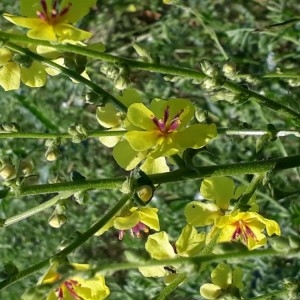 Photographie n°2208727 du taxon Verbascum sinuatum L. [1753]