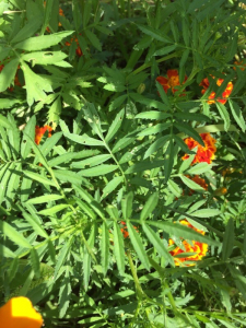 Loïc Pottier, le  2 juillet 2018 (Grasse)