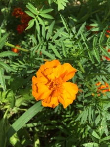 Loïc Pottier, le  2 juillet 2018 (Grasse)