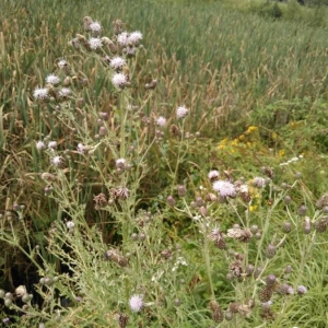Photographie n°2208773 du taxon Cirsium arvense (L.) Scop. [1772]