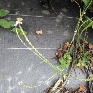 Photographie n°2208779 du taxon Verbena officinalis L. [1753]