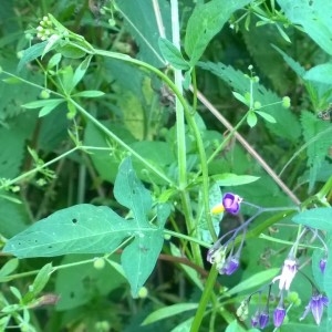 Photographie n°2208783 du taxon Solanum dulcamara L. [1753]