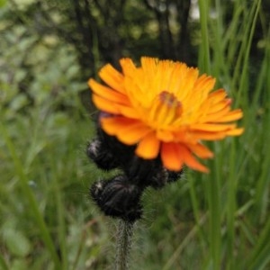 Photographie n°2208787 du taxon Pilosella aurantiaca (L.) F.W.Schultz & Sch.Bip. [1862]