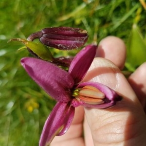 Photographie n°2208797 du taxon Lilium martagon L. [1753]