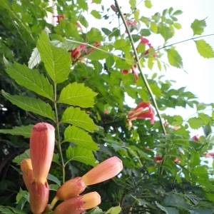 Photographie n°2208799 du taxon Campsis radicans (L.) Bureau [1864]