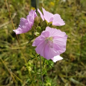 Photographie n°2208800 du taxon Malva moschata L. [1753]