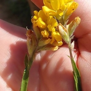 Photographie n°2208821 du taxon Genista sagittalis L. [1753]