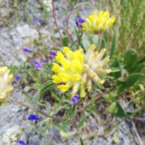 Photographie n°2208822 du taxon Anthyllis vulneraria L. [1753]