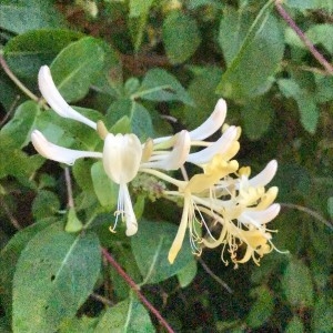Photographie n°2208849 du taxon Lonicera periclymenum L. [1753]