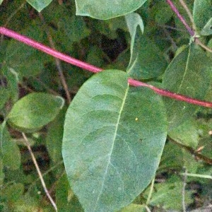Photographie n°2208850 du taxon Lonicera periclymenum L. [1753]