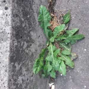 Photographie n°2208858 du taxon Taraxacum officinale F.H.Wigg. [1780]