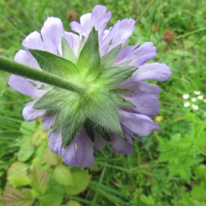 Photographie n°2208936 du taxon Knautia arvensis (L.) Coult. [1828]