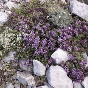 Photographie n°2208941 du taxon Thymus serpyllum L. [1753]