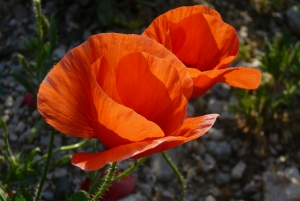 Françoise BELMONT, le  6 mai 2007