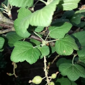 Photographie n°2208958 du taxon Ribes uva-crispa L.