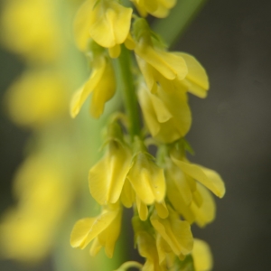 Photographie n°2208993 du taxon Melilotus altissimus Thuill. [1799]