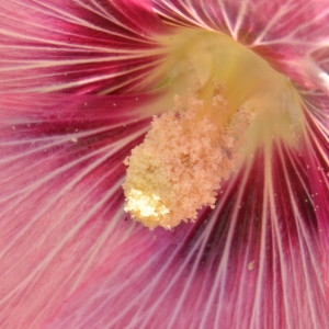 Photographie n°2208995 du taxon Alcea rosea L. [1753]