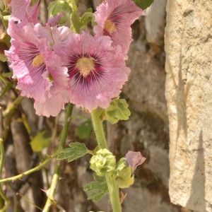 Photographie n°2208996 du taxon Alcea rosea L. [1753]