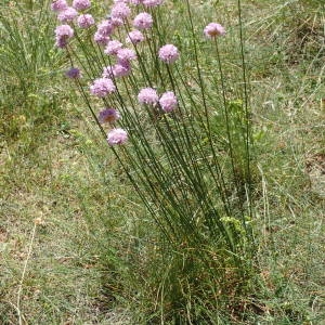 Photographie n°2209003 du taxon Armeria arenaria (Pers.) Schult. [1820]