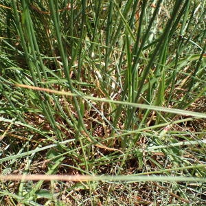 Photographie n°2209007 du taxon Armeria arenaria (Pers.) Schult. [1820]