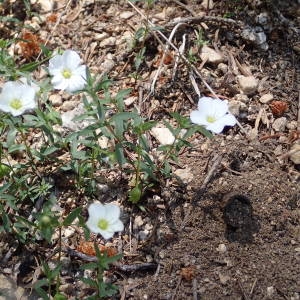 Photographie n°2209009 du taxon Arenaria montana L. [1755]