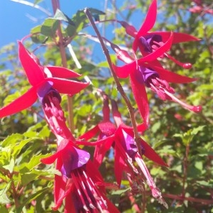 Photographie n°2209022 du taxon Fuchsia magellanica Lam. [1788]