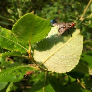 Photographie n°2209059 du taxon Salix hastata L. [1753]