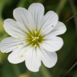 Cerastium alpinum L. (Céraiste des Alpes)