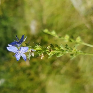 Photographie n°2209122 du taxon Veronica austriaca L. [1759]