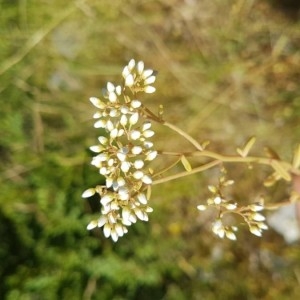 Photographie n°2209141 du taxon Sedum album L.