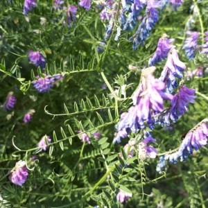 Photographie n°2209185 du taxon Vicia cracca L. [1753]