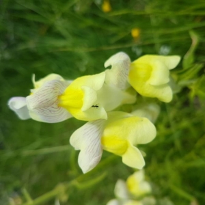 Photographie n°2209192 du taxon Antirrhinum majus L. [1753]