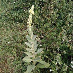 Photographie n°2209226 du taxon Verbascum thapsus L. [1753]