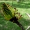  Didier VINCENT - Fraxinus excelsior var. excelsior
