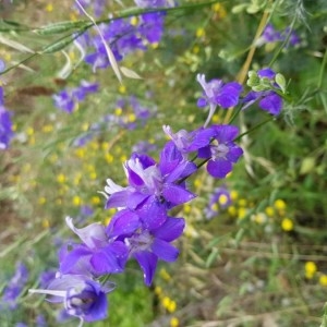 Photographie n°2209234 du taxon Delphinium ajacis L. [1753]