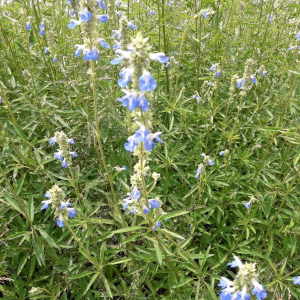 Salvia uliginosa Benth.