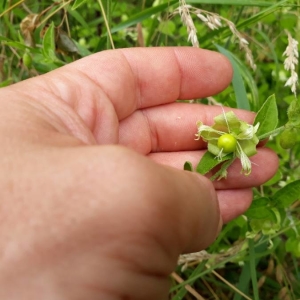 Photographie n°2209259 du taxon Silene baccifera (L.) Roth