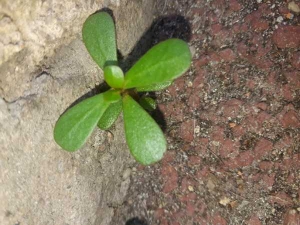 Anonyme, le  3 juillet 2018 (Antibes (Antibes, region PACA, au dessus marché couvert rue barque en canne))