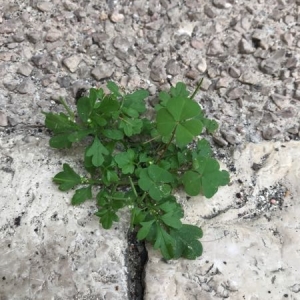Photographie n°2209325 du taxon Oxalis pes-caprae L. [1753]