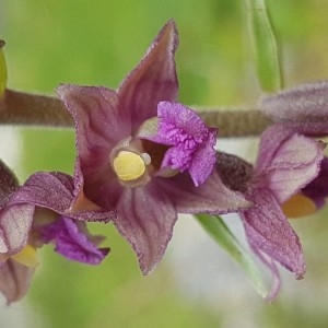 Photographie n°2209341 du taxon Epipactis atrorubens (Hoffm.) Besser