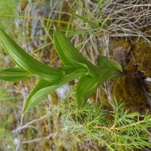 Photographie n°2209343 du taxon Epipactis atrorubens (Hoffm.) Besser