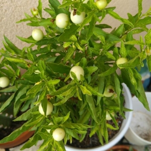 Photographie n°2209361 du taxon Solanum pseudocapsicum L. [1753]